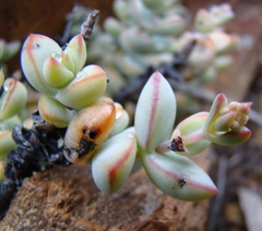 Crassula rupestris rupestris