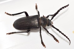 Prionus besikanus