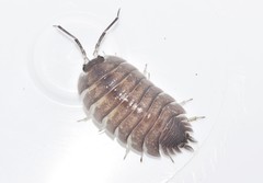 Porcellio obsoletus