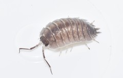 Porcellio obsoletus