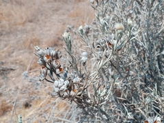 Tetradymia comosa