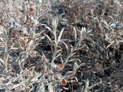 Tetradymia comosa
