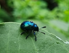 Platycorynus peregrinus