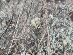 Tetradymia comosa