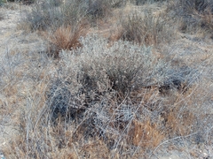 Tetradymia comosa