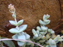 Crassula rupestris rupestris