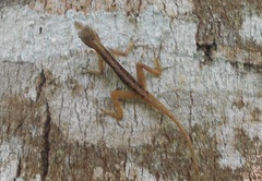 Anolis tropidogaster