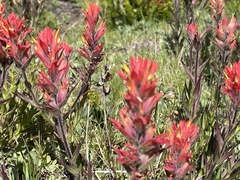 Castilleja peirsonii