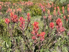 Castilleja peirsonii