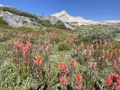 Castilleja peirsonii