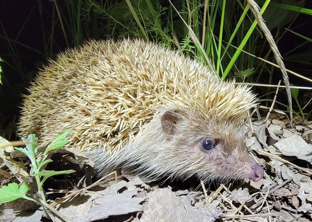 Hugh's Hedgehog