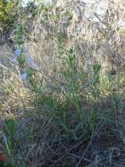 Salvia texana
