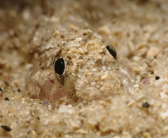 Favonigobius