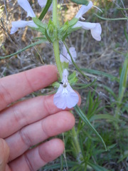 Salvia texana