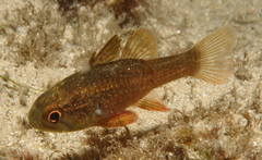 Vincentia novaehollandiae