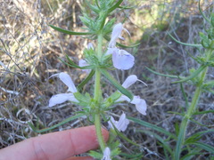 Salvia texana