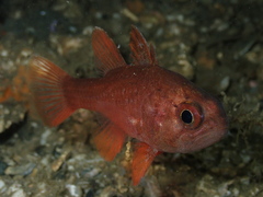 Vincentia novaehollandiae