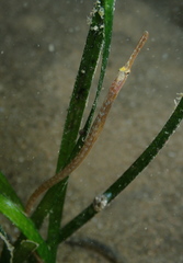 Stigmatopora nigra