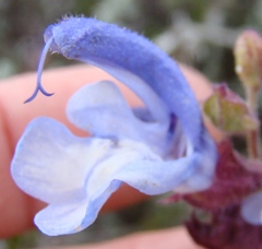 Salvia chamelaeagnea