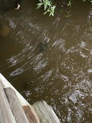 Graptemys ouachitensis