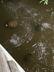 Graptemys ouachitensis