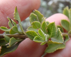 Salvia chamelaeagnea