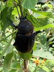 Dynastes septentrionalis