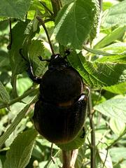 Dynastes septentrionalis