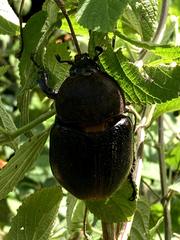 Dynastes septentrionalis