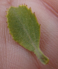 Salvia chamelaeagnea