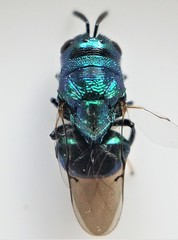 Euperilampus triangularis