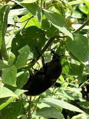 Dynastes septentrionalis