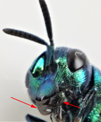 Euperilampus triangularis