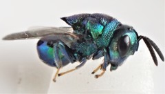 Euperilampus triangularis