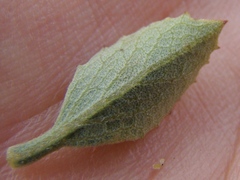 Salvia chamelaeagnea