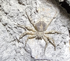 Philodromus spinitarsis