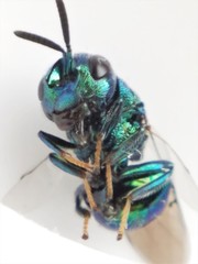 Euperilampus triangularis