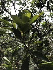 Daphnopsis caracasana