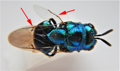 Euperilampus triangularis