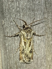 Agrotis vestigialis