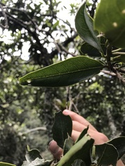 Daphnopsis caracasana