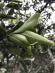 Daphnopsis caracasana