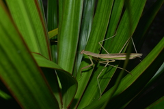 Tenodera costalis