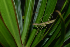 Tenodera costalis