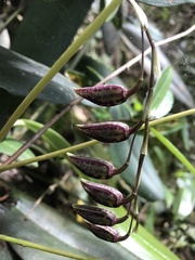 Pleurothallis restrepioides