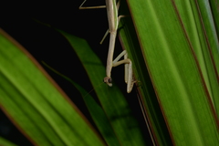 Tenodera costalis