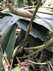 Pleurothallis restrepioides