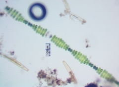 Spondylosium pulchrum