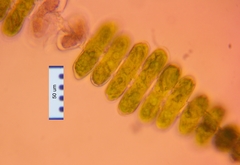 Spondylosium pulchrum