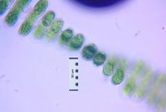 Spondylosium pulchrum